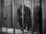 The Monster Walks (1932)  Horror (DVD) Visually Enhanced