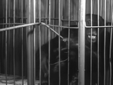 The Monster Walks (1932)  Horror (DVD) Visually Enhanced
