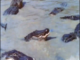 Curse of the Swamp Creature (1966) Horror, Sci-Fi (DVD)