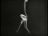Nosferatu - The Original Cut (1922) Fantasy, Horror (DVD) Visually Enhanced