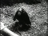 Tarzan of the Apes (1918) Action, Adventure (DVD)