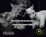 The Private Life of a Cat (1947) Plus, Three Little Kittens (1938) Documentary, Short (DVD)
