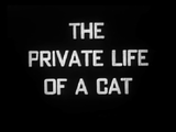 The Private Life of a Cat (1947) Plus, Three Little Kittens (1938) Documentary, Short (DVD)