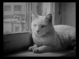 The Private Life of a Cat (1947) Plus, Three Little Kittens (1938) Documentary, Short (DVD)