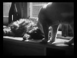 The Private Life of a Cat (1947) Plus, Three Little Kittens (1938) Documentary, Short (DVD)