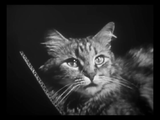 The Private Life of a Cat (1947) Plus, Three Little Kittens (1938) Documentary, Short (DVD)