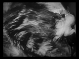 The Private Life of a Cat (1947) Plus, Three Little Kittens (1938) Documentary, Short (DVD)