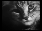 The Private Life of a Cat (1947) Plus, Three Little Kittens (1938) Documentary, Short (DVD)