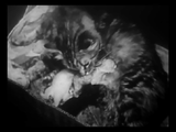 The Private Life of a Cat (1947) Plus, Three Little Kittens (1938) Documentary, Short (DVD)