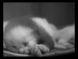 The Private Life of a Cat (1947) Plus, Three Little Kittens (1938) Documentary, Short (DVD)