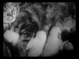 The Private Life of a Cat (1947) Plus, Three Little Kittens (1938) Documentary, Short (DVD)