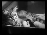 The Private Life of a Cat (1947) Plus, Three Little Kittens (1938) Documentary, Short (DVD)
