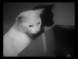 The Private Life of a Cat (1947) Plus, Three Little Kittens (1938) Documentary, Short (DVD)