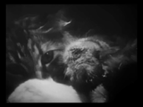 The Private Life of a Cat (1947) Plus, Three Little Kittens (1938) Documentary, Short (DVD)