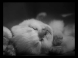 The Private Life of a Cat (1947) Plus, Three Little Kittens (1938) Documentary, Short (DVD)