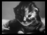 The Private Life of a Cat (1947) Plus, Three Little Kittens (1938) Documentary, Short (DVD)