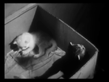 The Private Life of a Cat (1947) Plus, Three Little Kittens (1938) Documentary, Short (DVD)