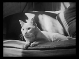 The Private Life of a Cat (1947) Plus, Three Little Kittens (1938) Documentary, Short (DVD)