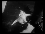 The Private Life of a Cat (1947) Plus, Three Little Kittens (1938) Documentary, Short (DVD)