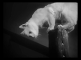 The Private Life of a Cat (1947) Plus, Three Little Kittens (1938) Documentary, Short (DVD)