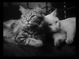 The Private Life of a Cat (1947) Plus, Three Little Kittens (1938) Documentary, Short (DVD)