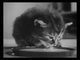 The Private Life of a Cat (1947) Plus, Three Little Kittens (1938) Documentary, Short (DVD)