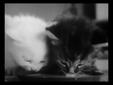 The Private Life of a Cat (1947) Plus, Three Little Kittens (1938) Documentary, Short (DVD)