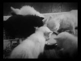 The Private Life of a Cat (1947) Plus, Three Little Kittens (1938) Documentary, Short (DVD)