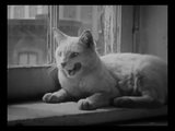 The Private Life of a Cat (1947) Plus, Three Little Kittens (1938) Documentary, Short (DVD)