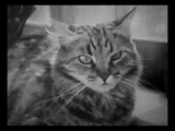 The Private Life of a Cat (1947) Plus, Three Little Kittens (1938) Documentary, Short (DVD)