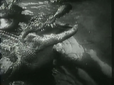 The Call of the Savage (1935) Visually Enhanced, Adventure (2 x DVD)