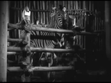 Jungle Jim (1937) Adventure (2 x DVD)