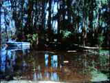 Curse of the Swamp Creature (1966) Horror, Sci-Fi (DVD)