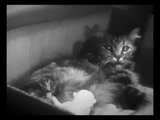 The Private Life of a Cat (1947) Plus, Three Little Kittens (1938) Documentary, Short (DVD)