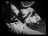 The Private Life of a Cat (1947) Plus, Three Little Kittens (1938) Documentary, Short (DVD)